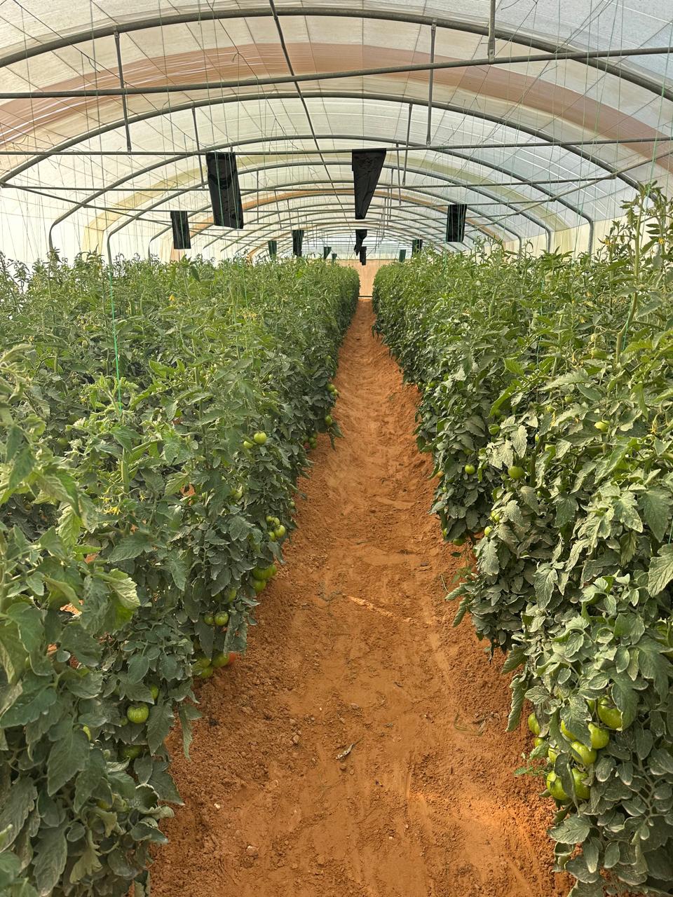 Engineering Design, Supervision & Management of Agricultural Greenhouses