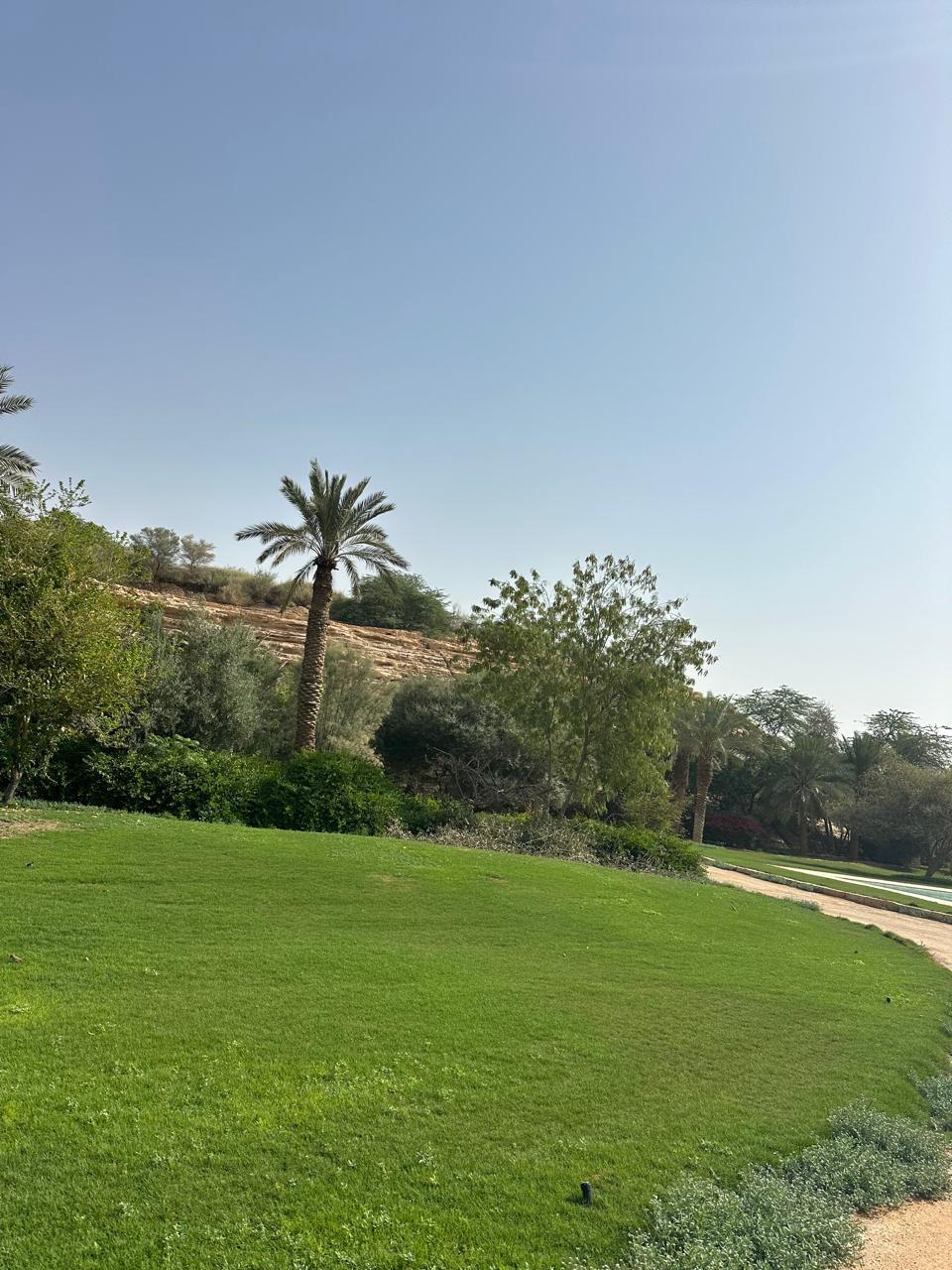 خدمات توريد وزراعة المسطحات الخضراء والثيل الطبيعي والصناعي في السعودية
