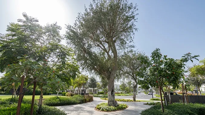 Large-Scale Tree Planting and Afforestation Works