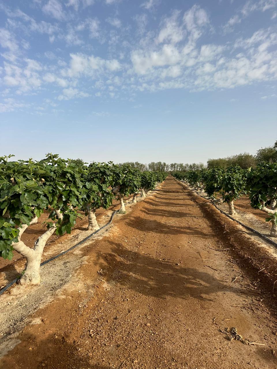 خدمات تشجير المناطق الصناعية والغابات الحضرية للمشاريع الكبرى في السعودية